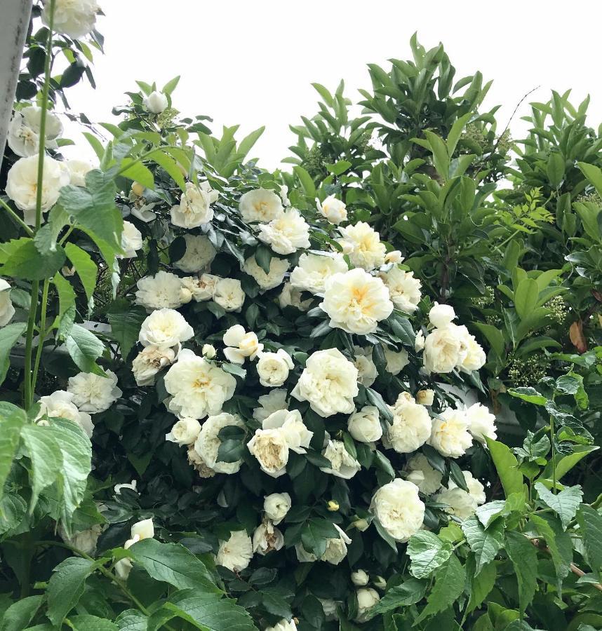 Villa Sara Di Puglia カステッラネータ エクステリア 写真